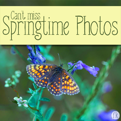 Can't Miss Springtime Photos Featured